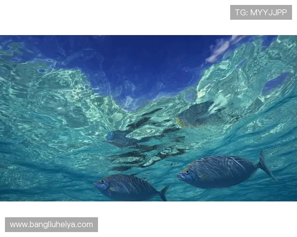 向鱼王者展现无限魅力 领略海洋深处的神秘与辉煌